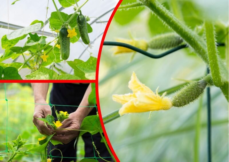 Огурцы на шпалерах