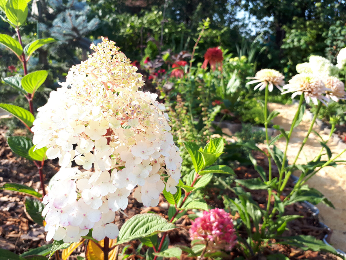 Новинка Самарская Лидия