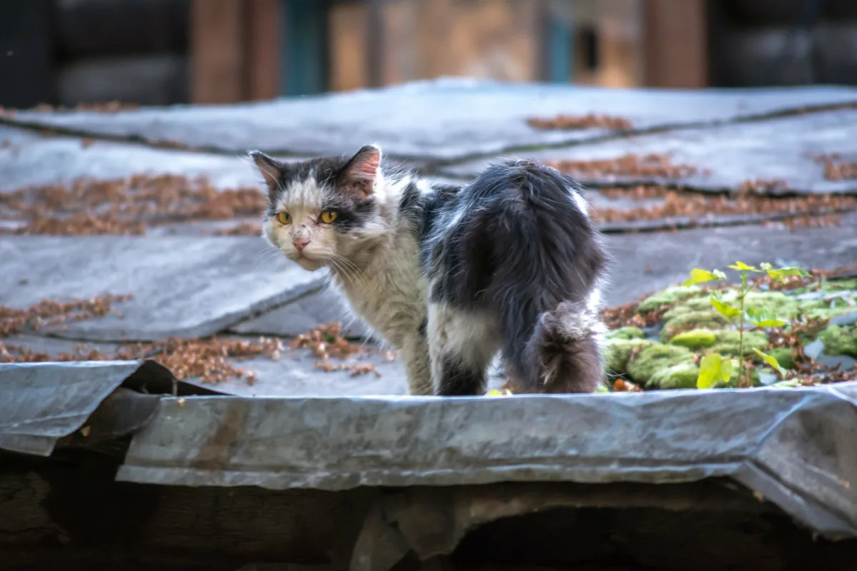 Без домашней. Бездомный кот. Уличные кошки. Котенок на улице. Бродячий кот.