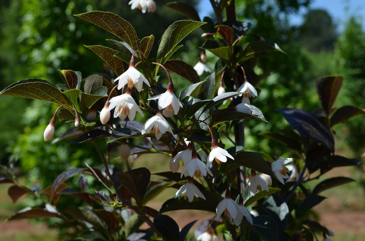 Styrax japonicus. Фото Молли Уорд