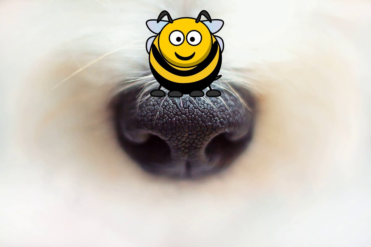 Запах у пчёл является отражением жизнедеятельности пчелиной семьи