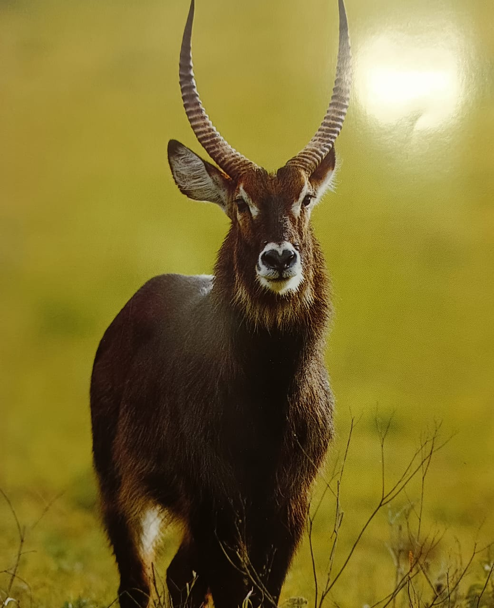 Яндекс-фото в свободном доступе.