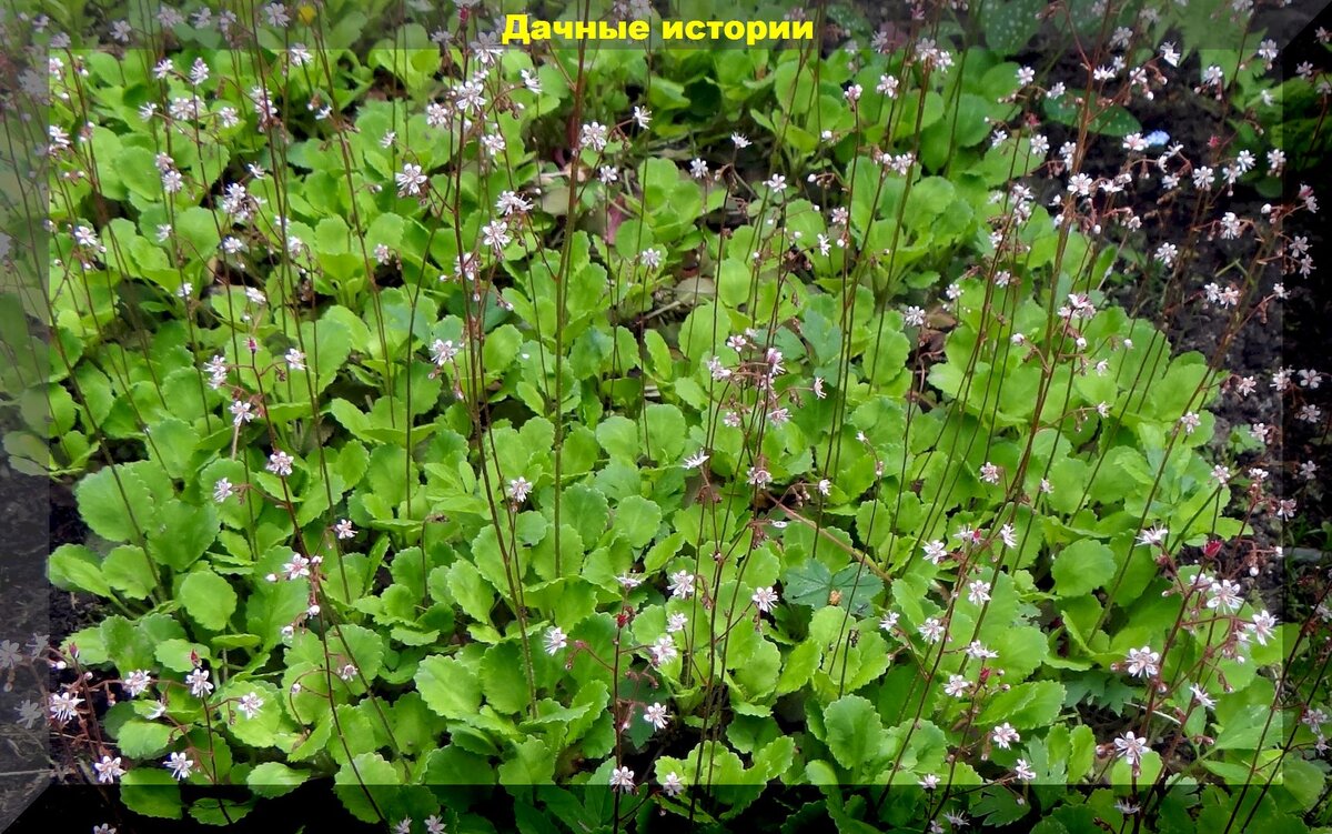 https://vk.com/photo-159774511_457251928. Камнеломка круглолистная