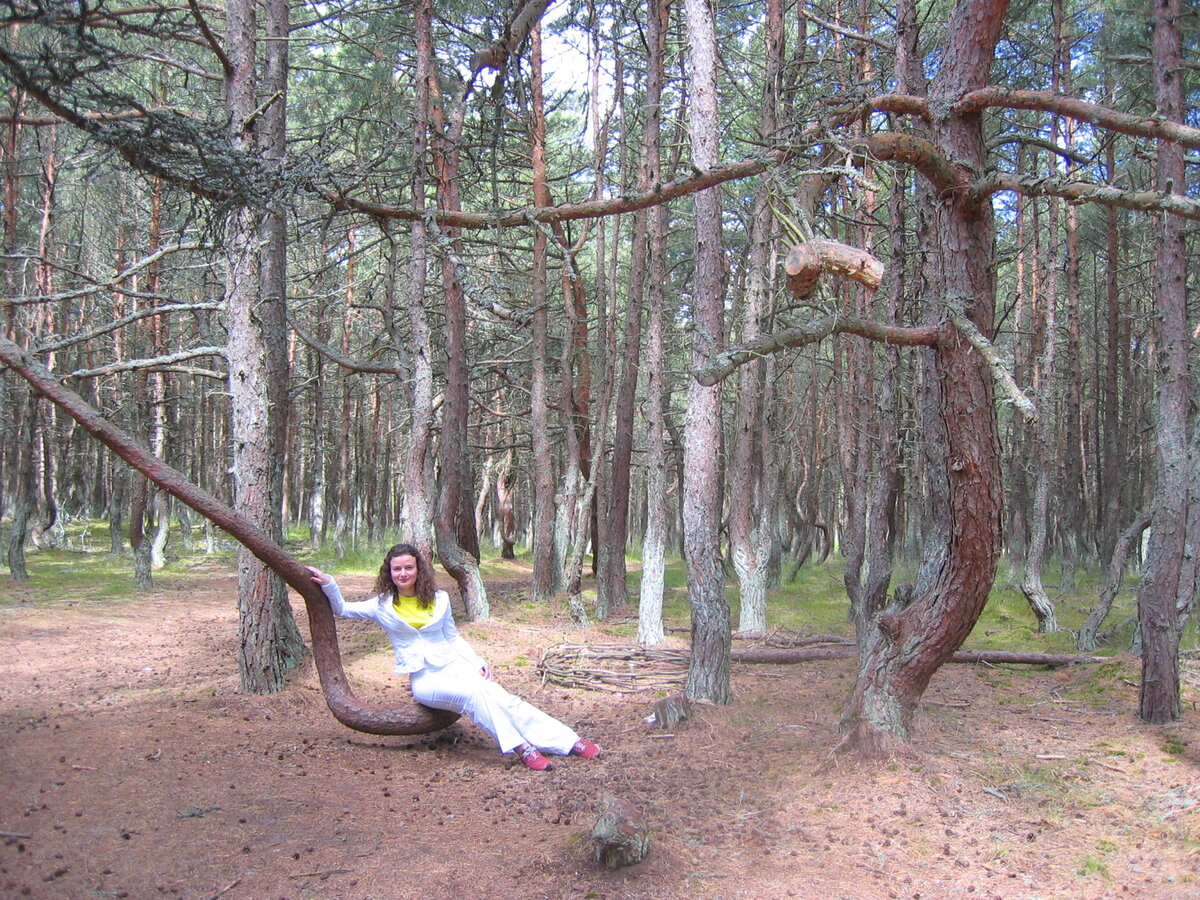 Неправильные деревья, воспитание плохое видимо получили)). Фото автора