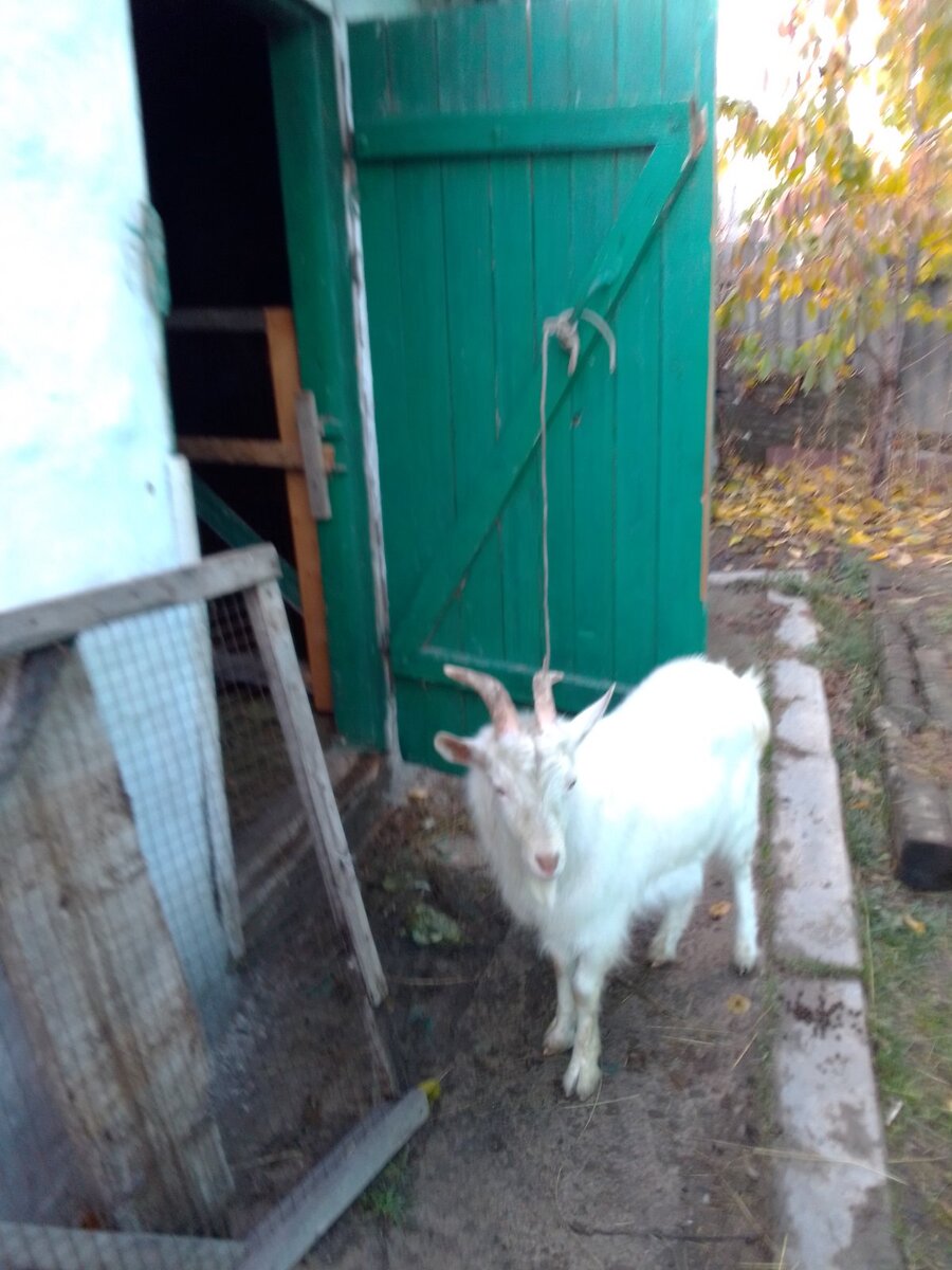 Козочка Луша