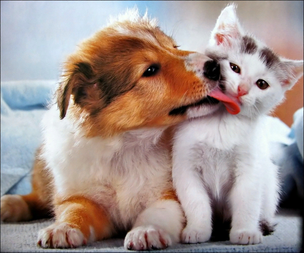 Картинка люблю животных. Собачки и кошечки. Милые котики и собачки. Собака и кошка вместе. Щенок и котенок.