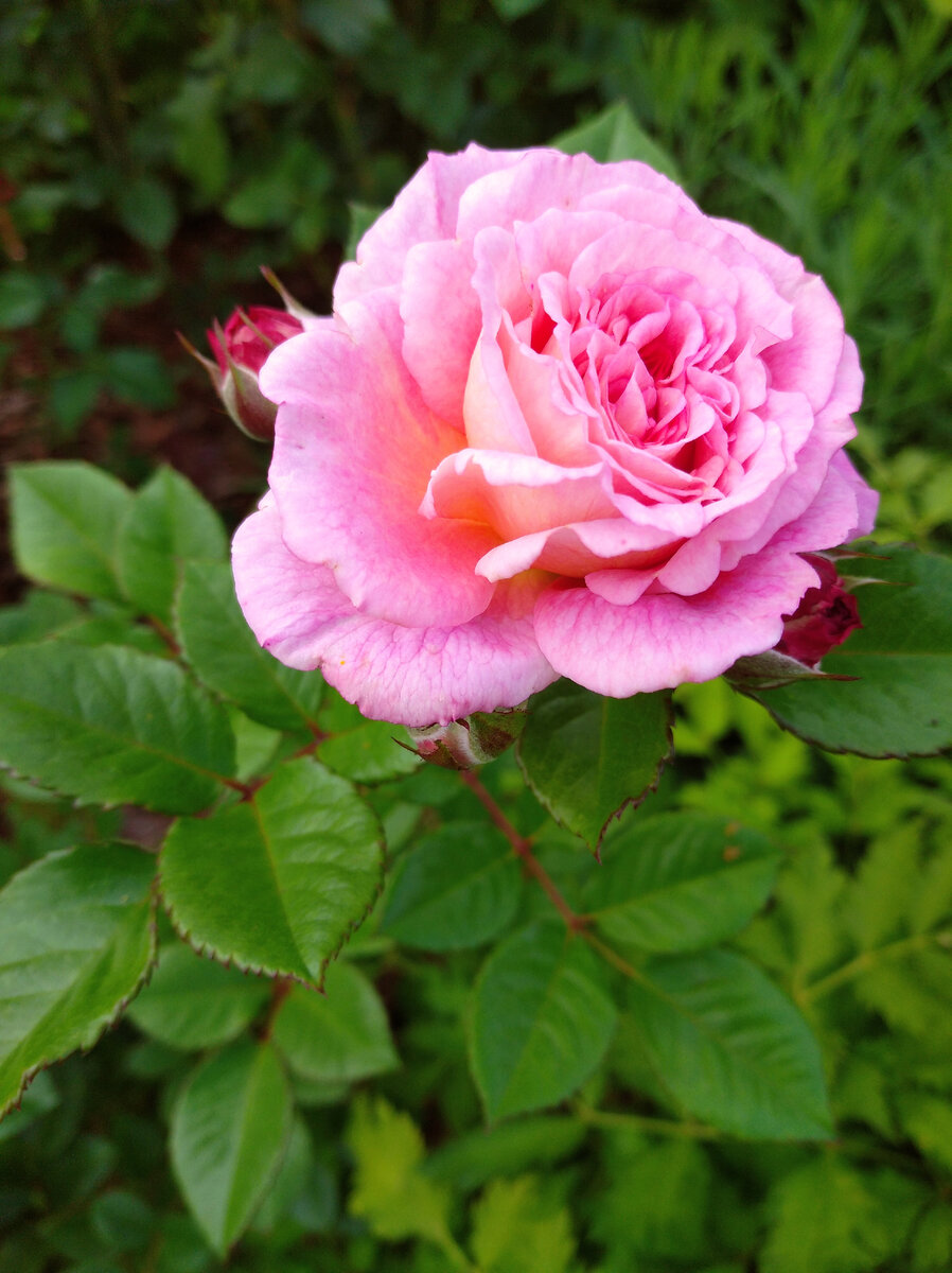 Амаретто 2020 год.