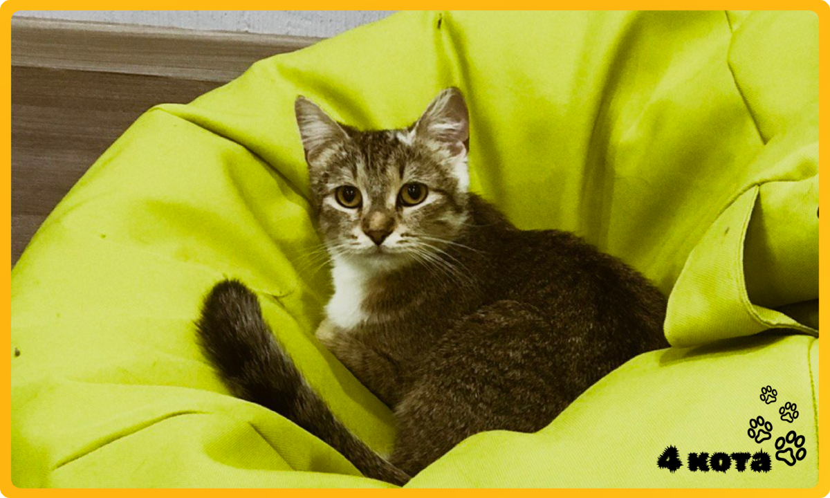 Привет, я Базука и мне не стыдно