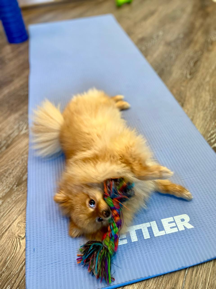 Пес Умка тоже может