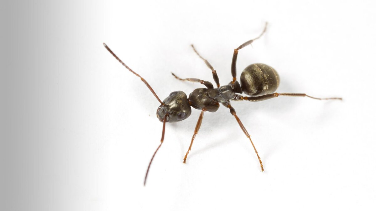 Фото: Global Look Press/FLPA/Richard Becker