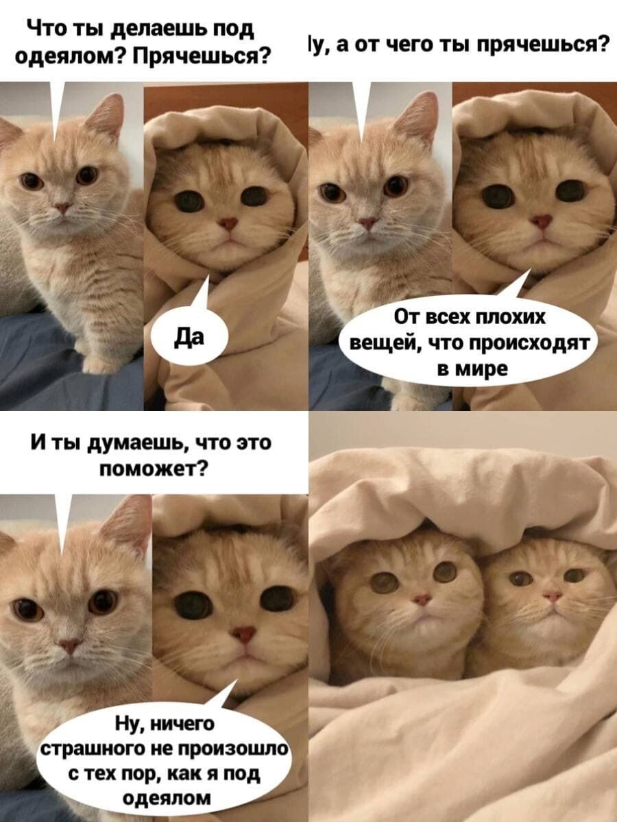 Мемы с котами. Смешные мемы с котами. Кот Мем. Прикольные коты мемы.