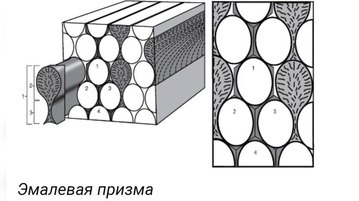 Строение эмали