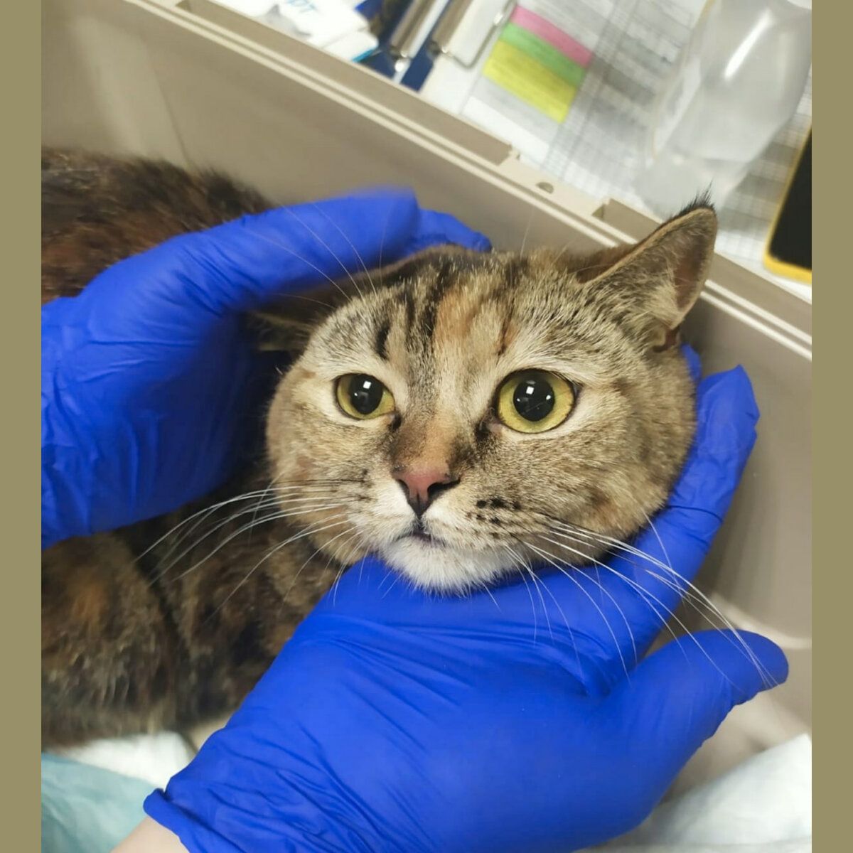 Мисс Тигра шотландская прямоухая. Родилась и жила дома с рождения.