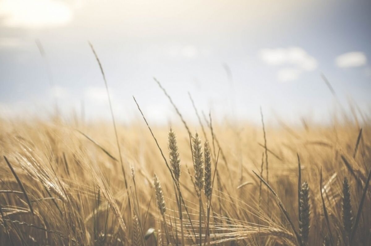    Сельхозпредприятия Тюменской области начали уборку урожая