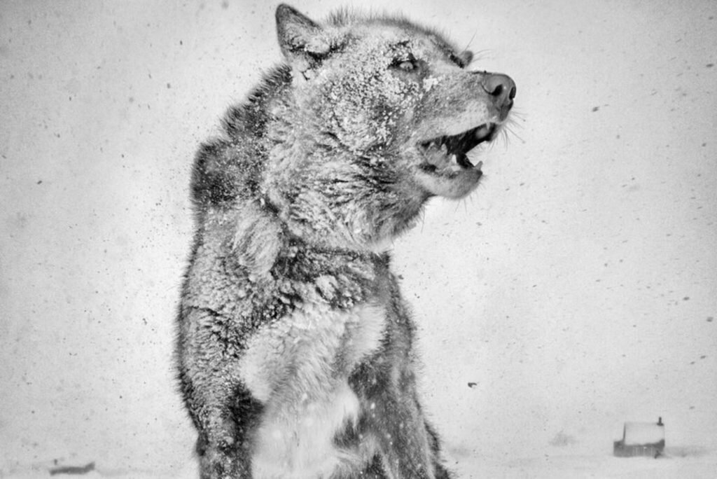    Фото: Ragnar Axelsson