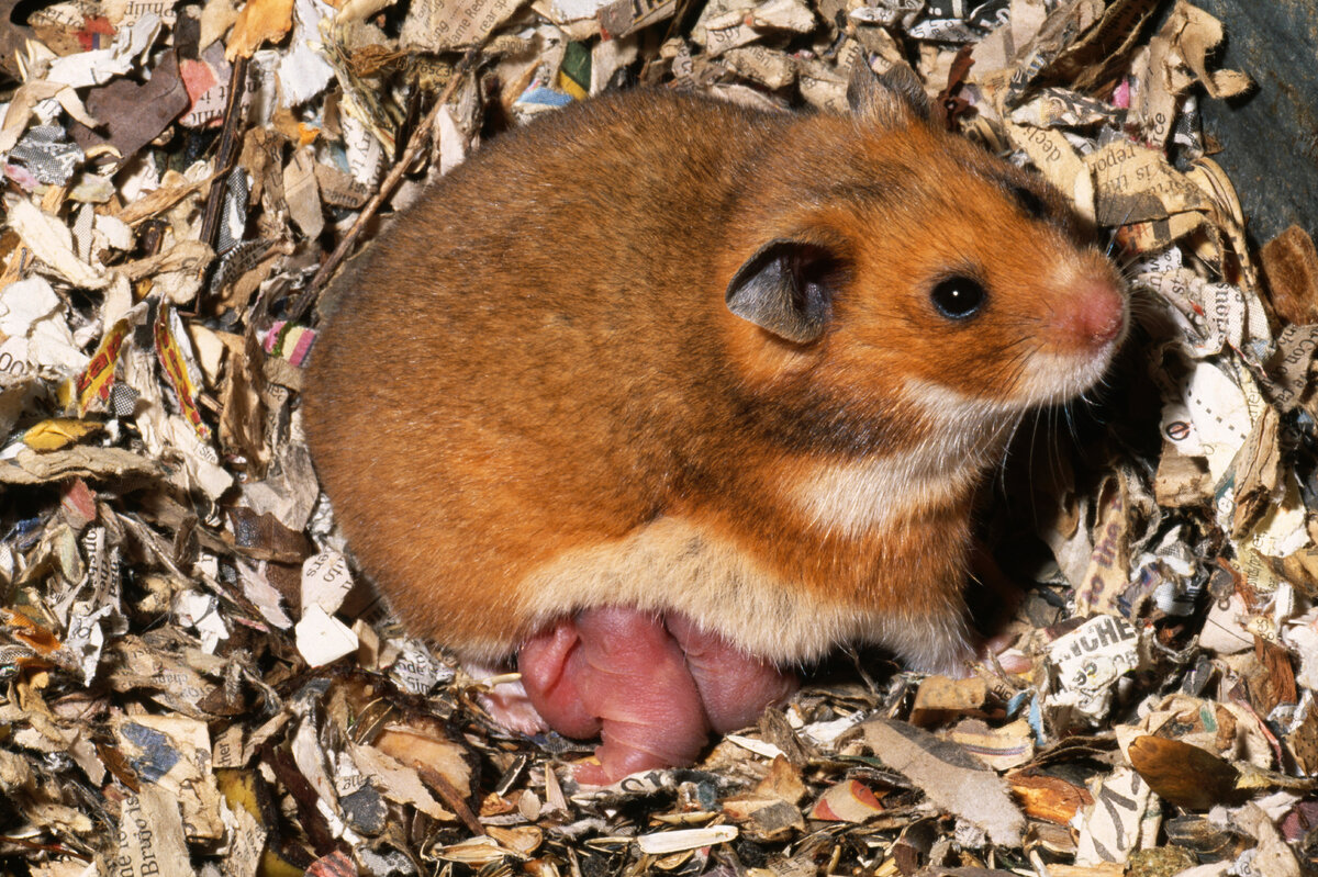    С пополнением! Что делать с новорождёнными хомячками?