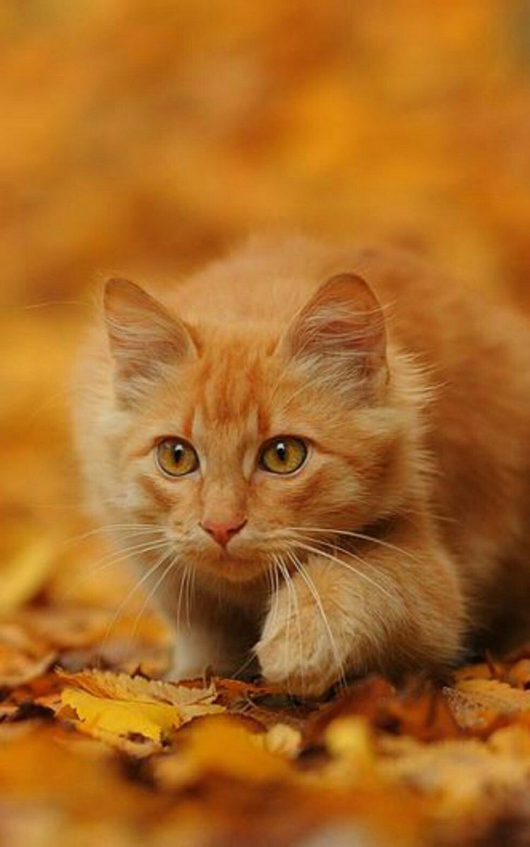 Фото взято из доступных источников Яндекс фото и картинок 