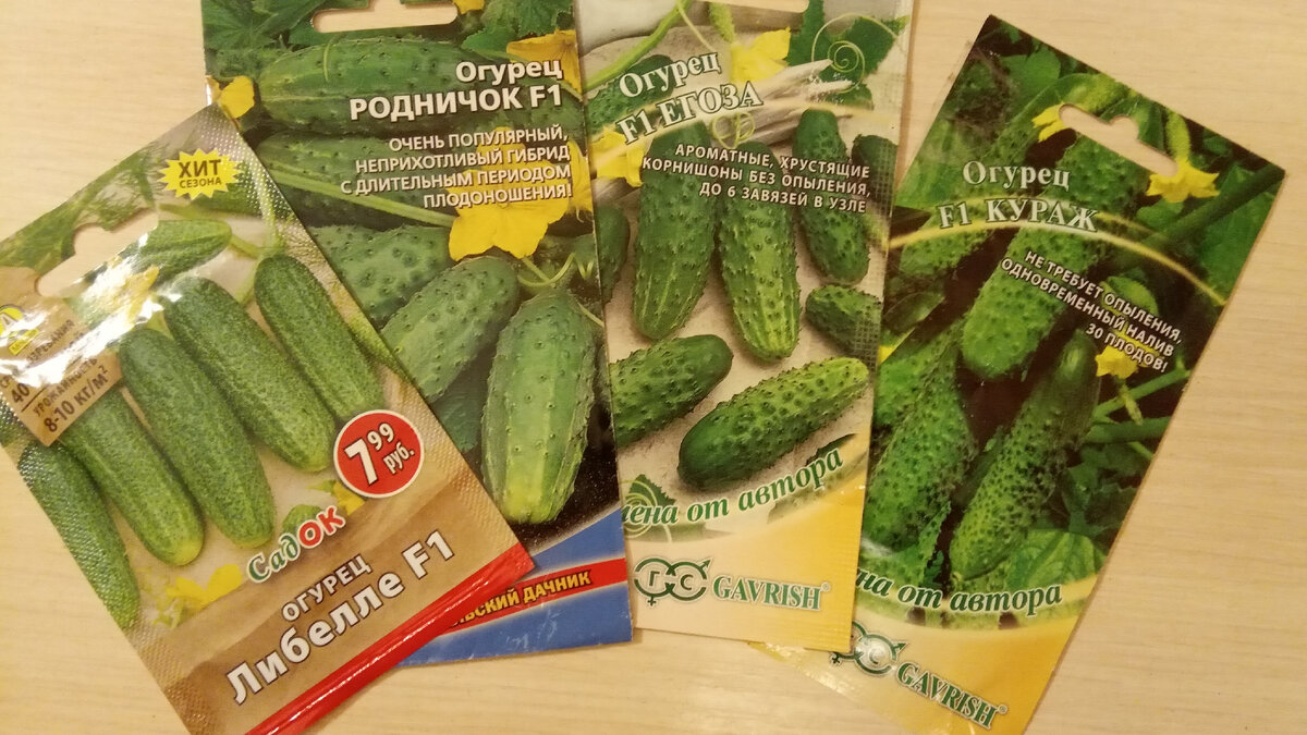 Эти гибриды огурцов сажала много лет, в этом году решила, что оставлю только самоопыляемые Егозу и Кураж