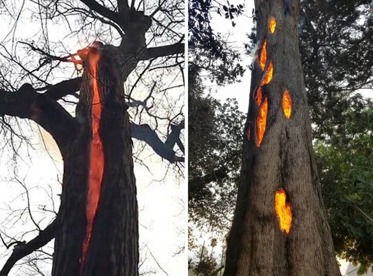1) Дьявольское дерево