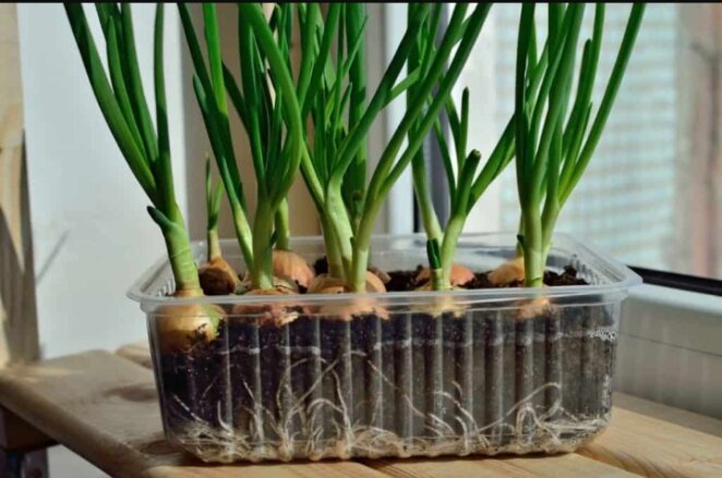 Как вырастить зеленый лук на подоконнике в пластиковой бутылке | Растения для сада, огорода