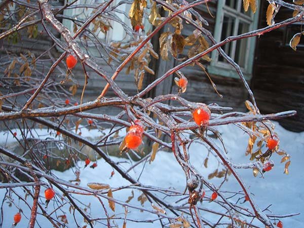 фото Нины Степановны Ивашовой (Спасибо Ирине Минаевой за знакомство с творчеством этого художника)
