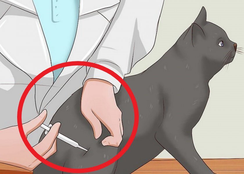 уколы котам внутримышечно в бедро. введение укола внутримышечно кошке. как ставить укол кошке в бедро. укол кошке внутримышечно. как ставить укол кошке в бедро.