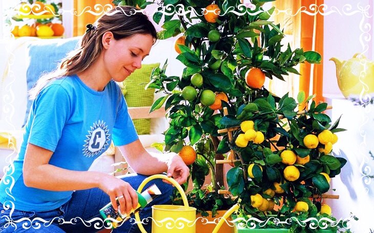 Не забывайте регулярно подкармливать комнатный цитрус. Фото: pixabay.com 