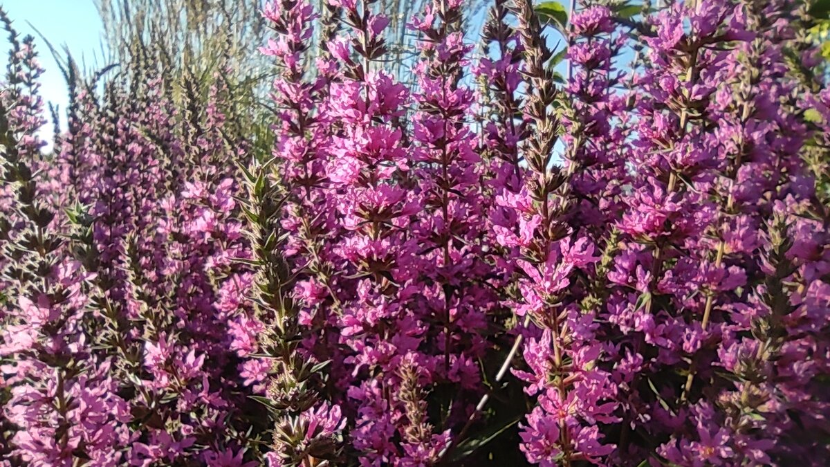 Фото Лиана Романова. 