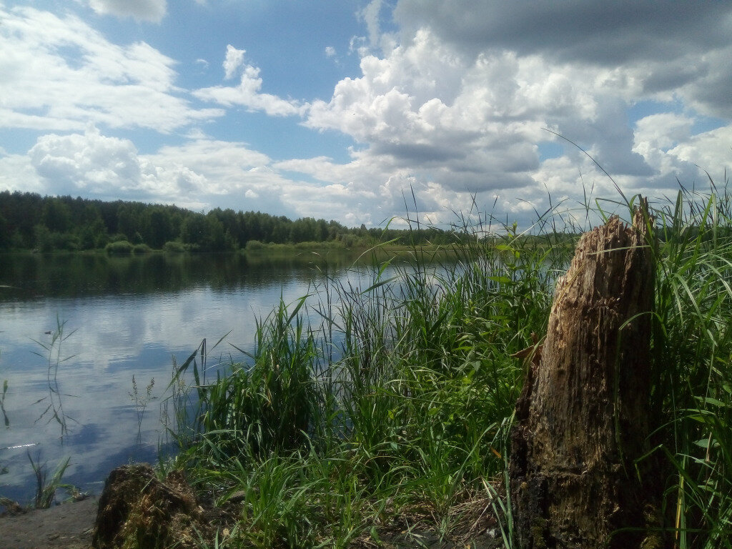 Пень-трава из открытых источников