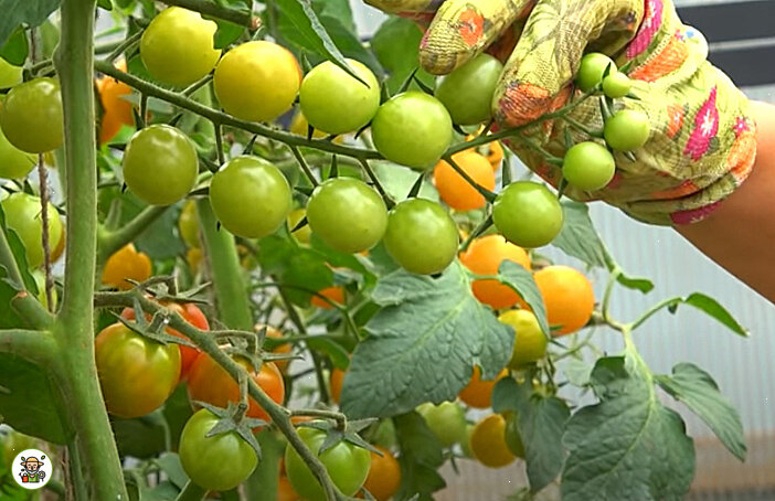 Хороший урожай томатов