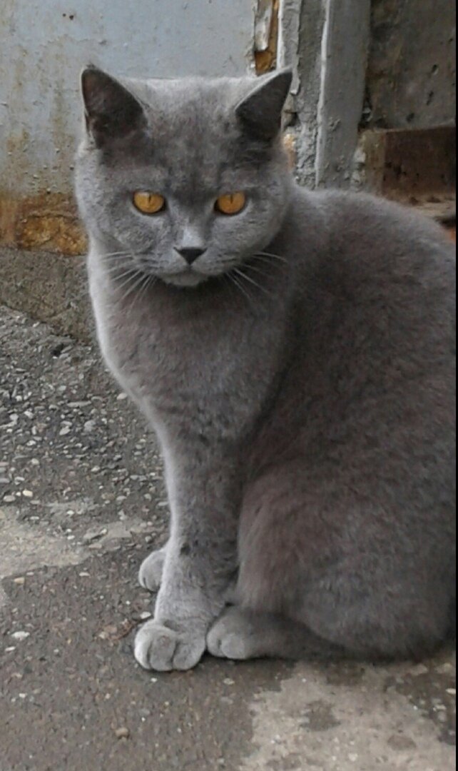 Котик Сенатор на улице