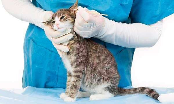 Чистка ушей у кошки