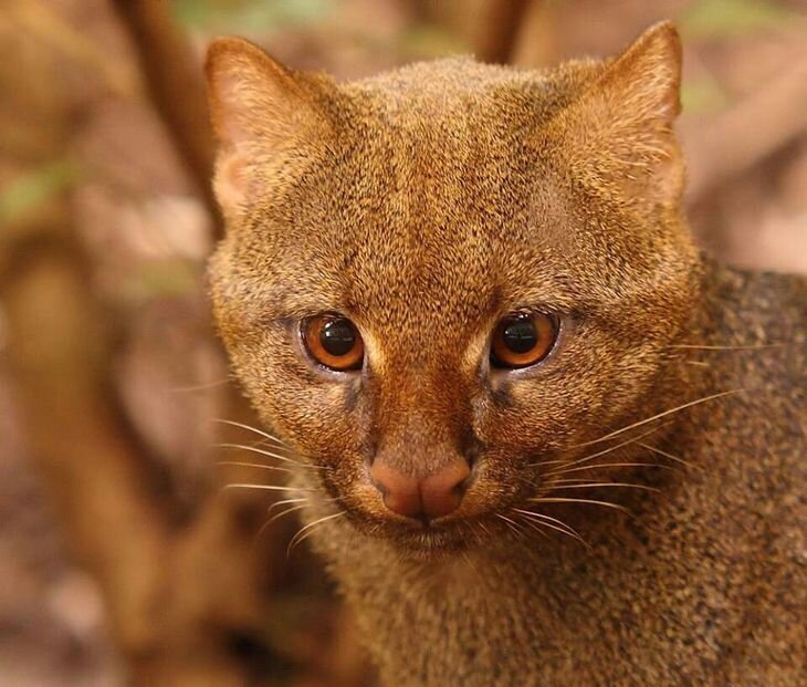 Ягуарунди небольшой, но с такими не шутят! Источник: яндекс-картинки.