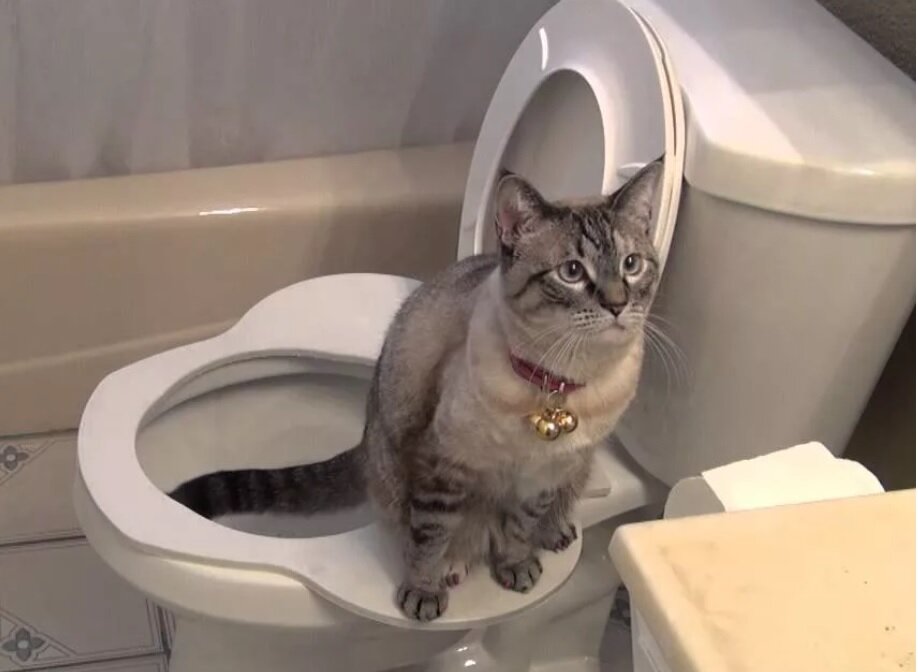 Кот ходит на туалет. Фото взято с ресурса youtube.com