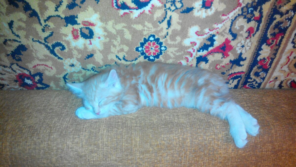 Только приехал в новый дом. 