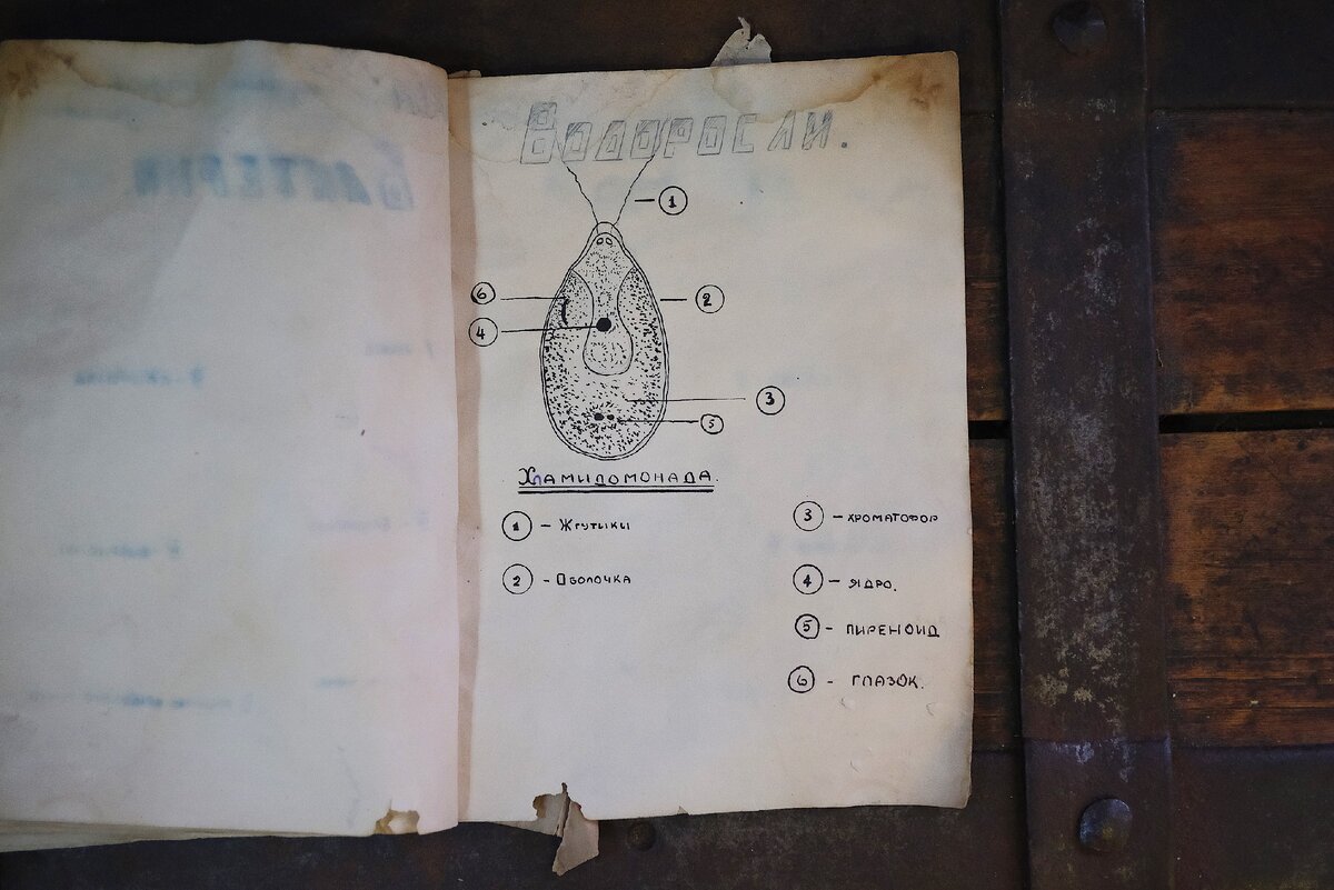 Изучаем тетрадь советского школьника по биологии найденную в стене во время  ремонта | Ваш Реставратор | Дзен