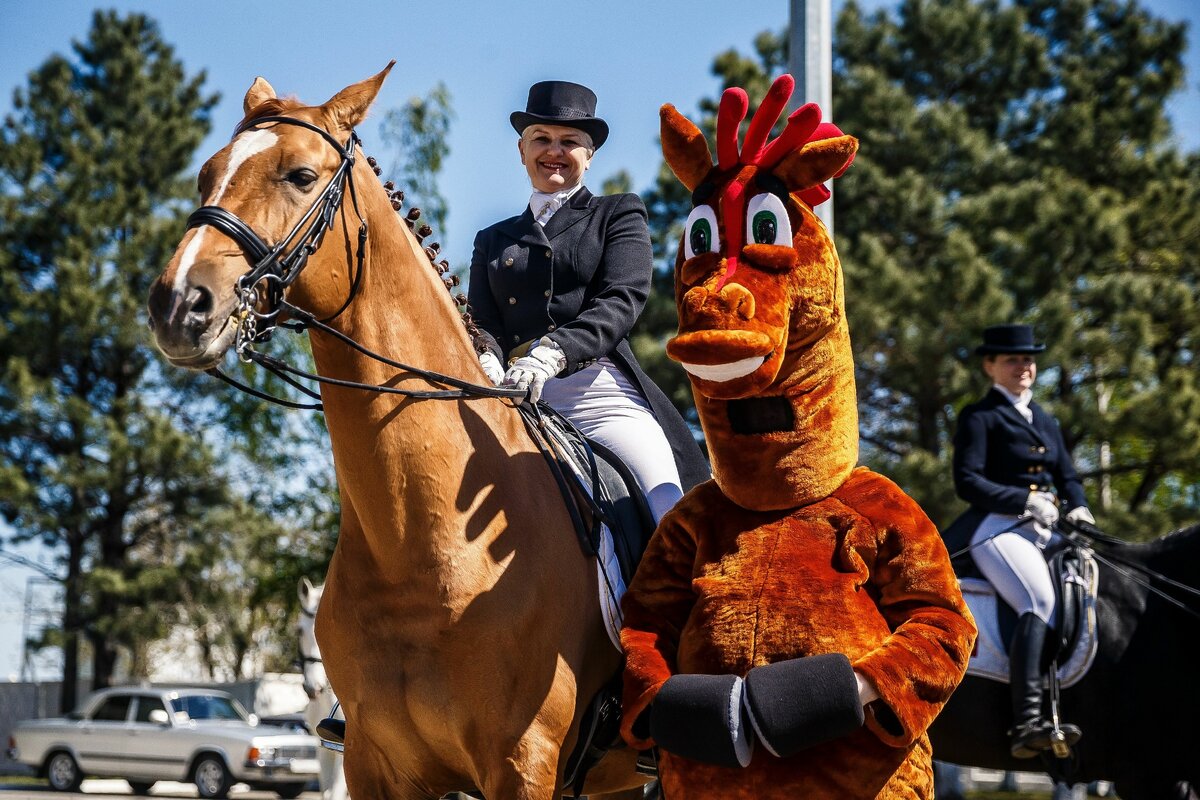 Лошади используются во многих сферах деятельности человека. Но если раньше эти животные, в основном, выполняли роль транспорта или тягловой силы, то сегодня лошадь - это друг, полицейский, артист, спортсмен и даже врач.