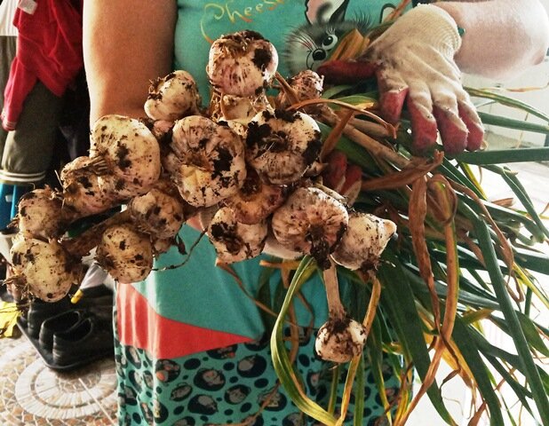 Фото: Романа Образцова. Мой чеснок. Выкопала 23 июня 2020 г. 