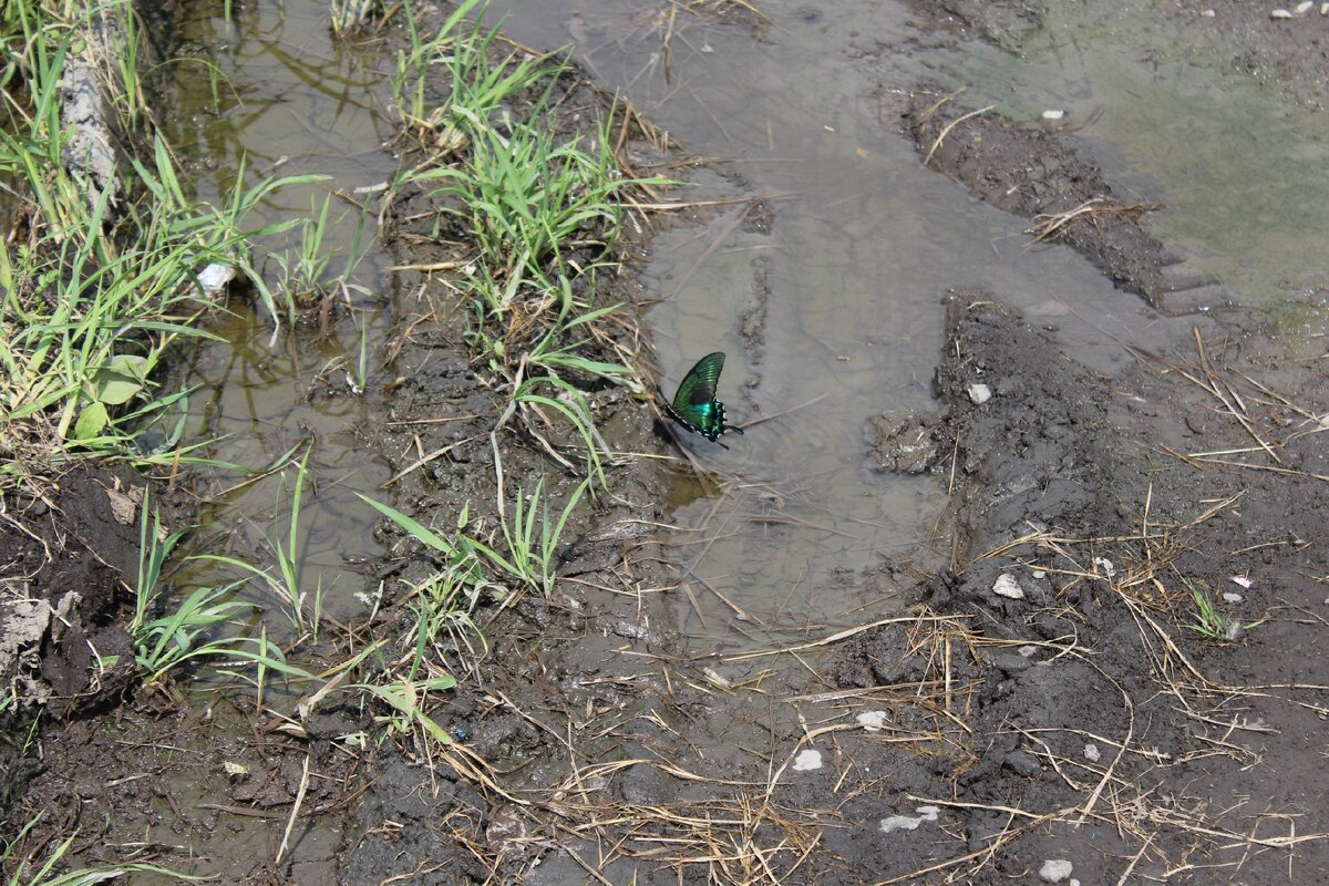 Бабочка, которую мы встретили в Амурской области