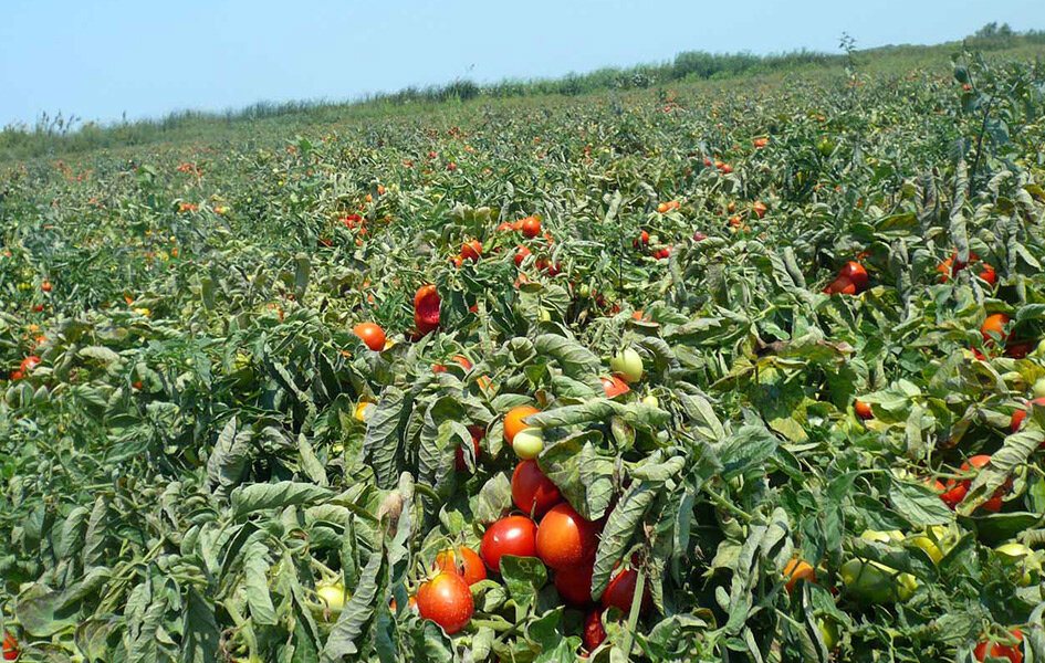 Поле томатов фото Особенности применения гербицидов при выращивании томатов Agropk.by Дзен