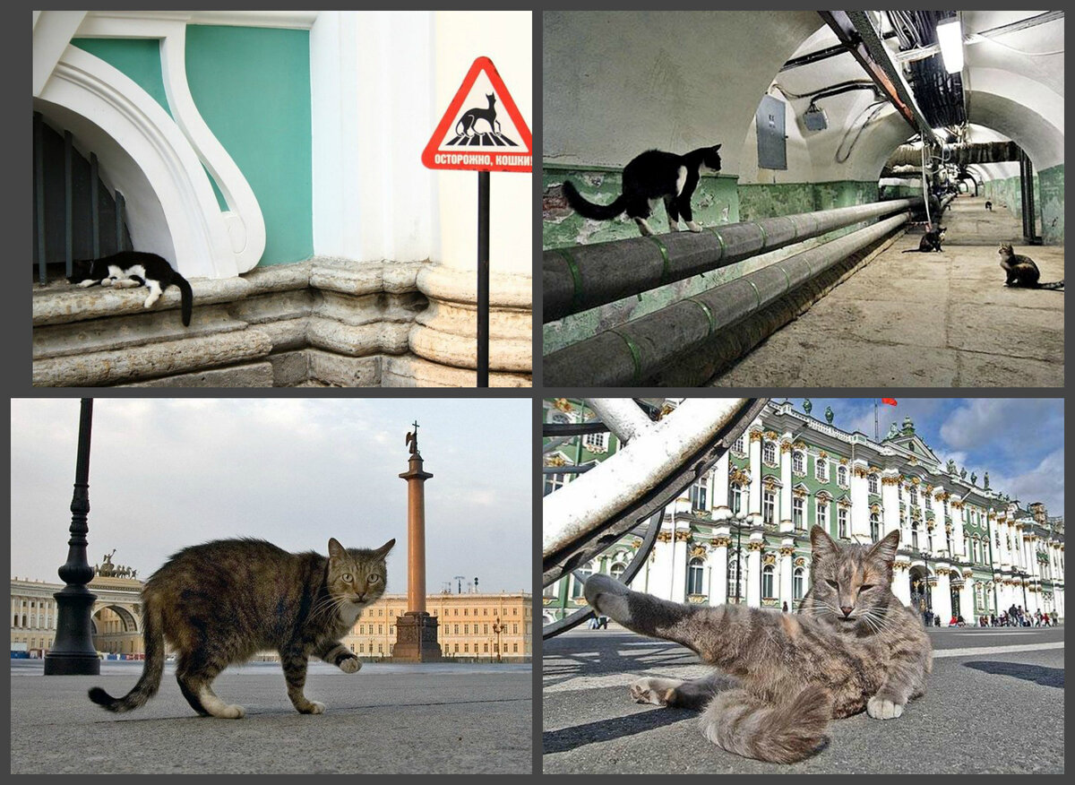 Эрмитажные коты живут в подвалах музея и могут свободно передвигаться по территории, но в выставочные залы вход им запрещён. Почти 20 километровая площадь подвалов называется «большой кошачий подвал». У каждого кота есть своя миска для еды и питья, лоток и место для сна. Летом усатые любят гулять снаружи. Во дворах Эрмитажа установлены специальные таблички «Осторожно кошки», предупреждение для автоводителей. Фото из открытых источников интернета.