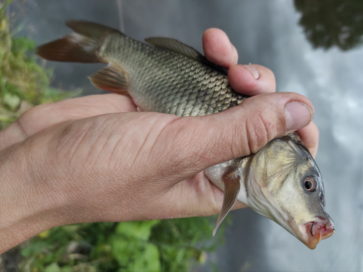 Маленький усатик)