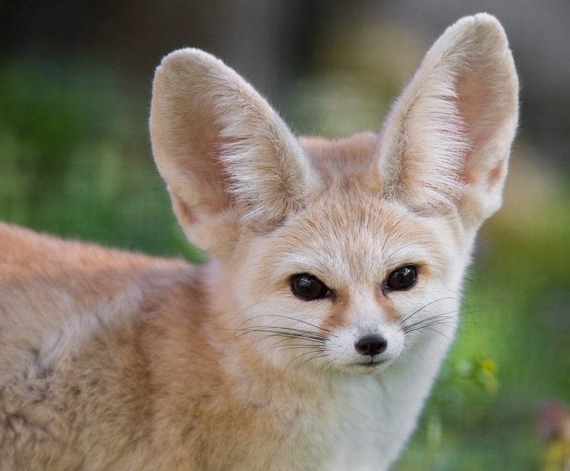 Эта небольшая лисица с немаленькими ушами обитает в одном из самых недружелюбных мест планеты — пустыне Сахара. Крупная особь достигает 40 см, в то время как уши фенека могут с легкостью дотянуть до 15 сантиметров. Это самые настоящие «локаторы»: с помошью своих ушей фенек способен найти добычу глубоко в земле или песке, кроме того, нагреваясь, уши помогают животному сохранять более низкую температуру всего тела.