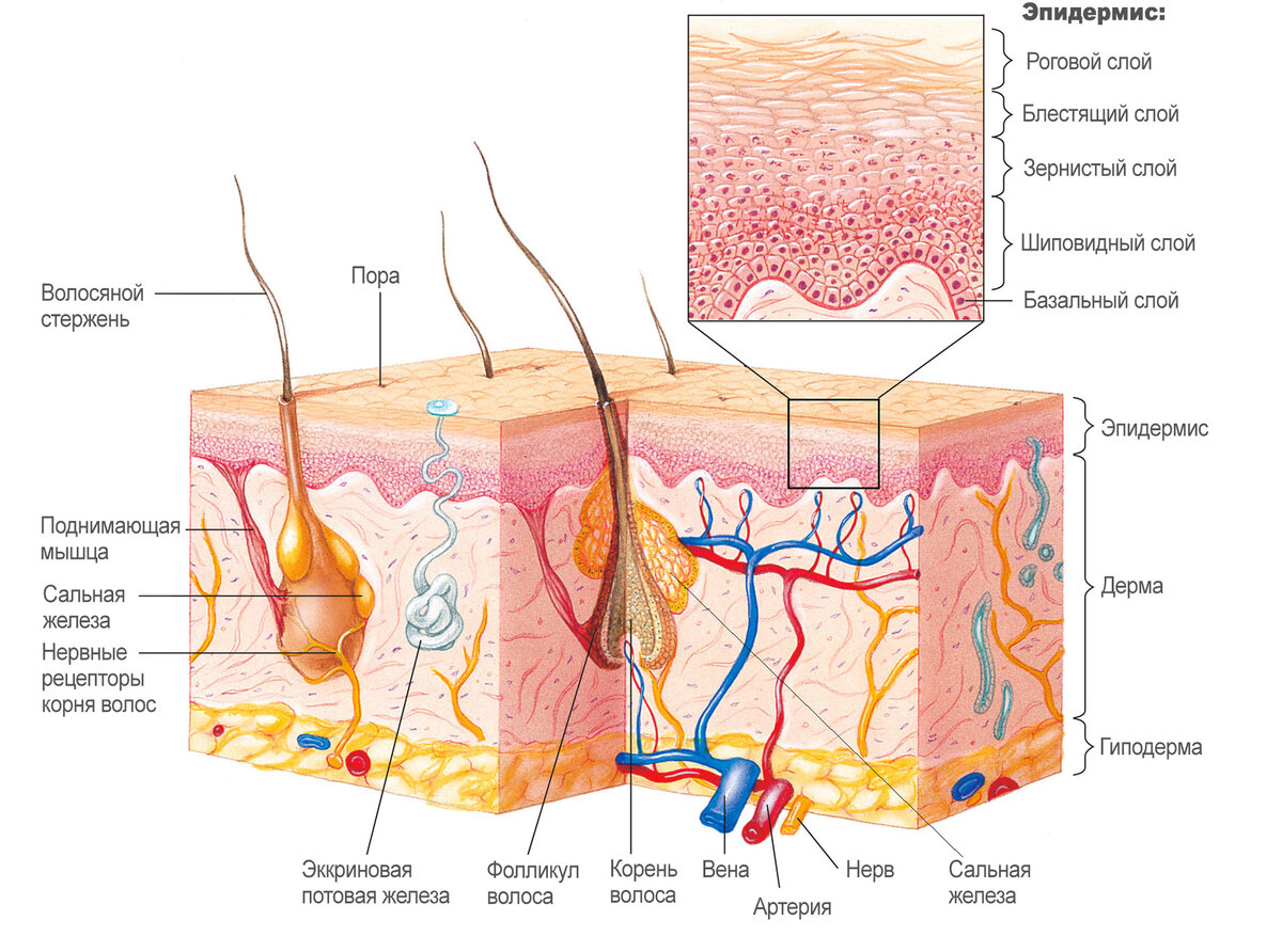 Основные слои кожи(эпидермис,дерма,гиподерма)