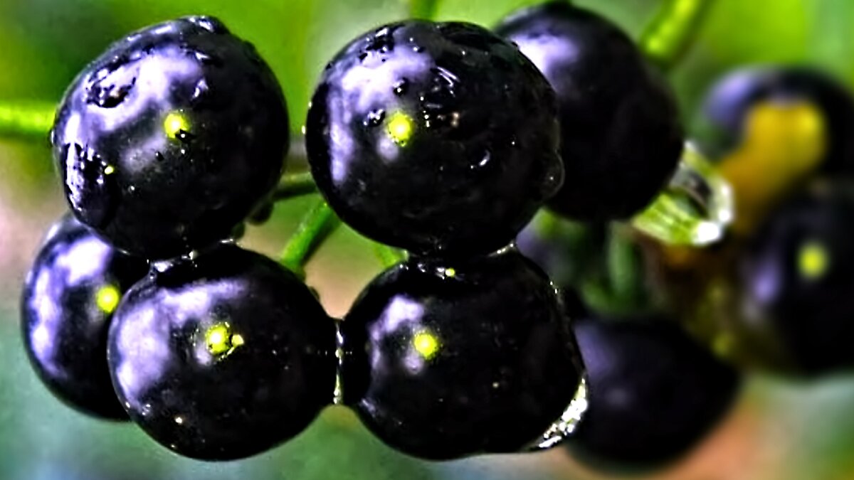 Маринованные ягоды санберри