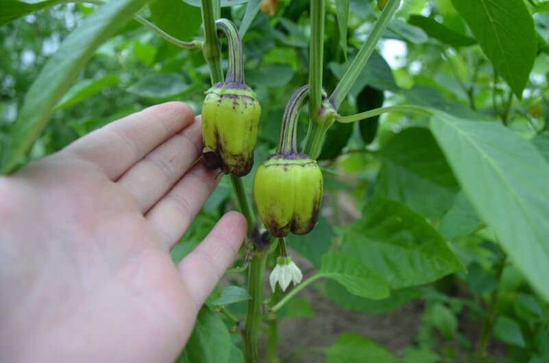 Обработка перца от тли во время плодоношения народными средствами.