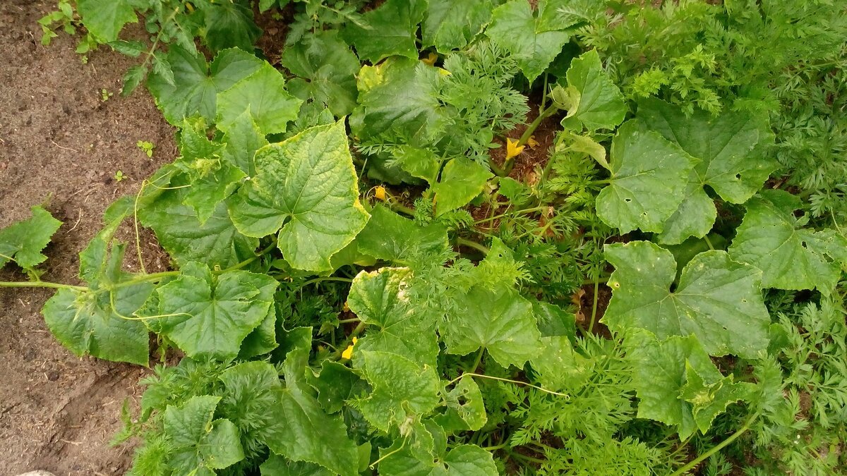 Самосейки проросли на гшрядке с морковкой. Фото автора 