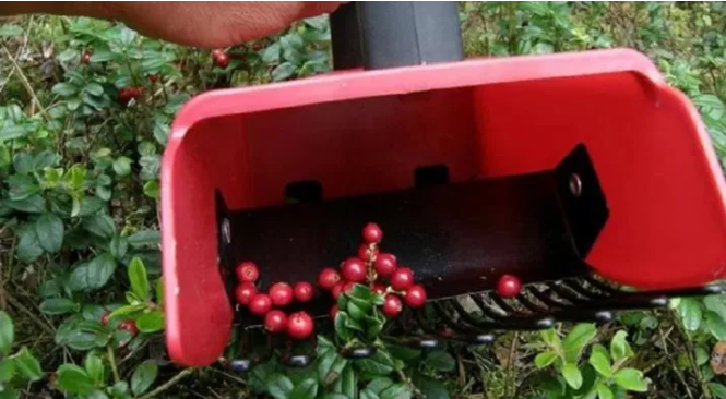 фото из открытых источников.