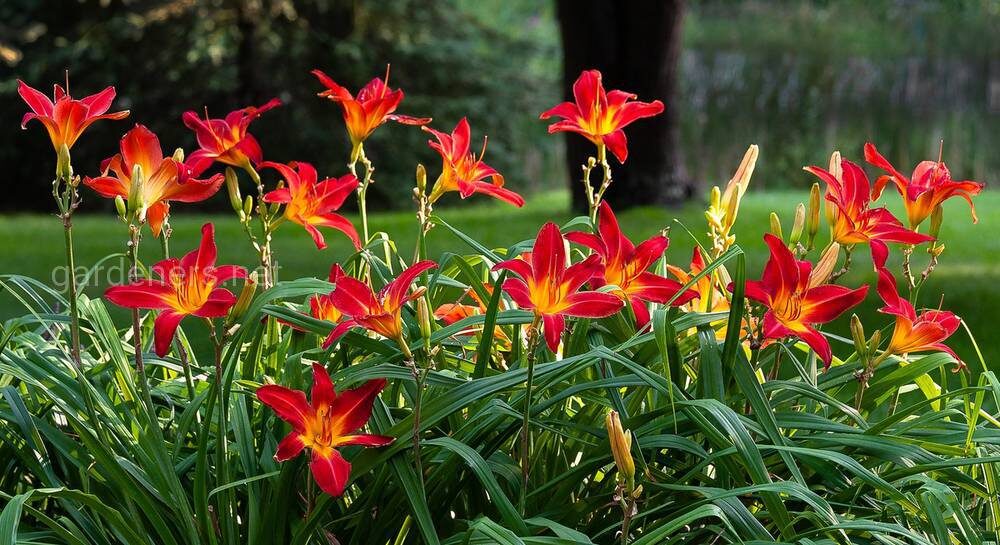 Источник яндекс.поиск https://static.ogorodniki.com/ogorod/4f/l_f3f3fd04-67b4-432f-b621-88edc51f644f.jpg