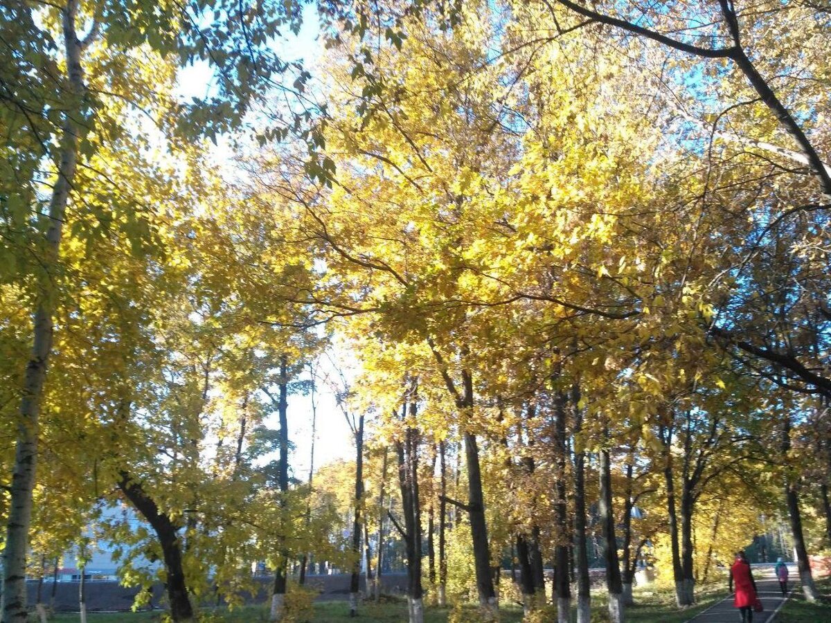 Одно верно - деревья везде красивые